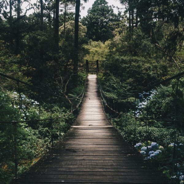 PUENTE DE HAMACA EN EL BOSQUE