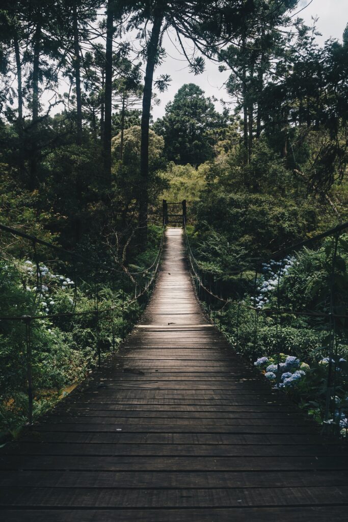 PUENTE DE HAMACA EN EL BOSQUE